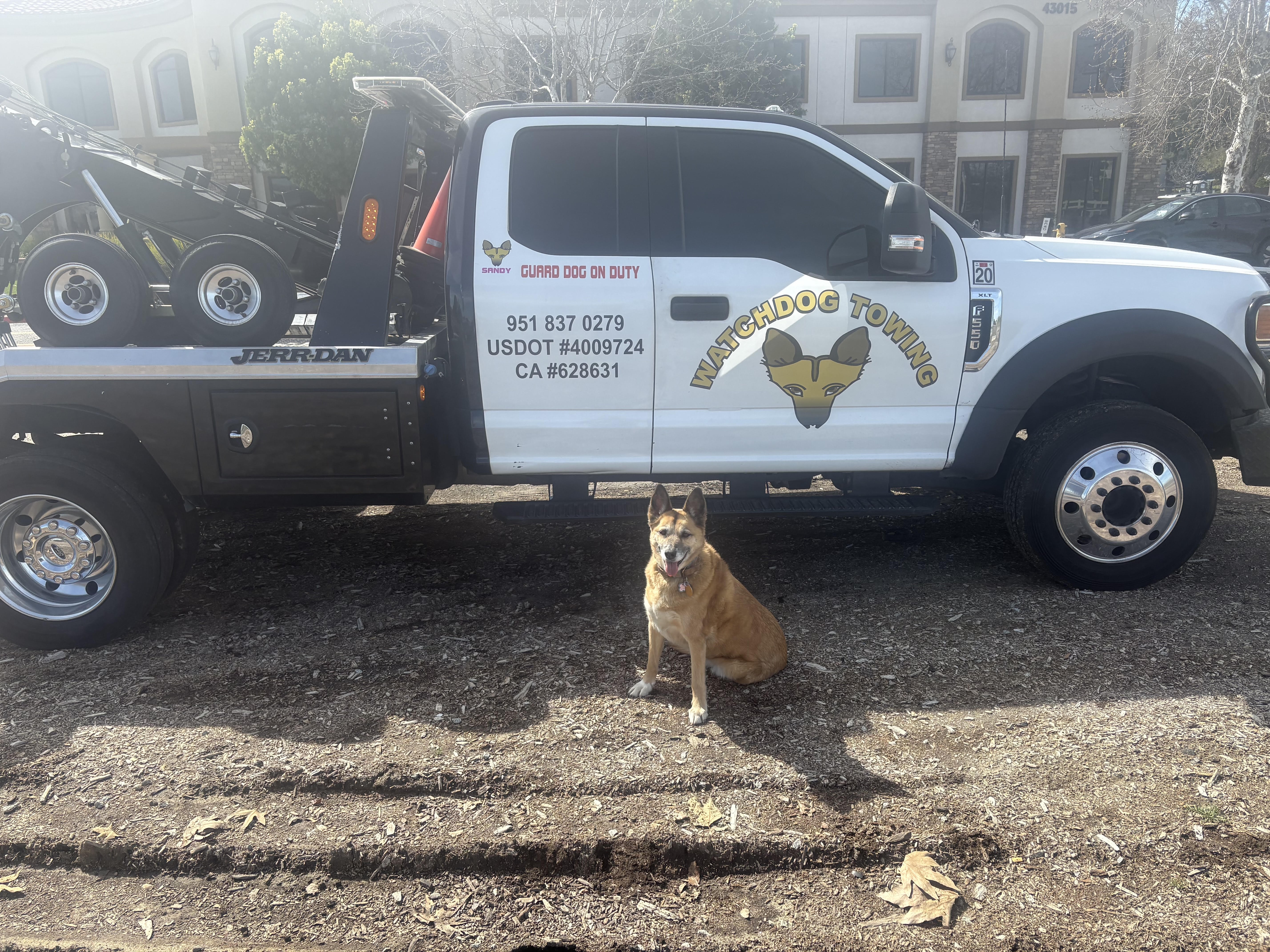 Sandy the watchdog sitting in front of the Watchdog Towing truck